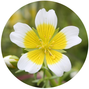 Meadowfoam Seed (Limnanthes Alba) Carrier Oil - Refined- RBD